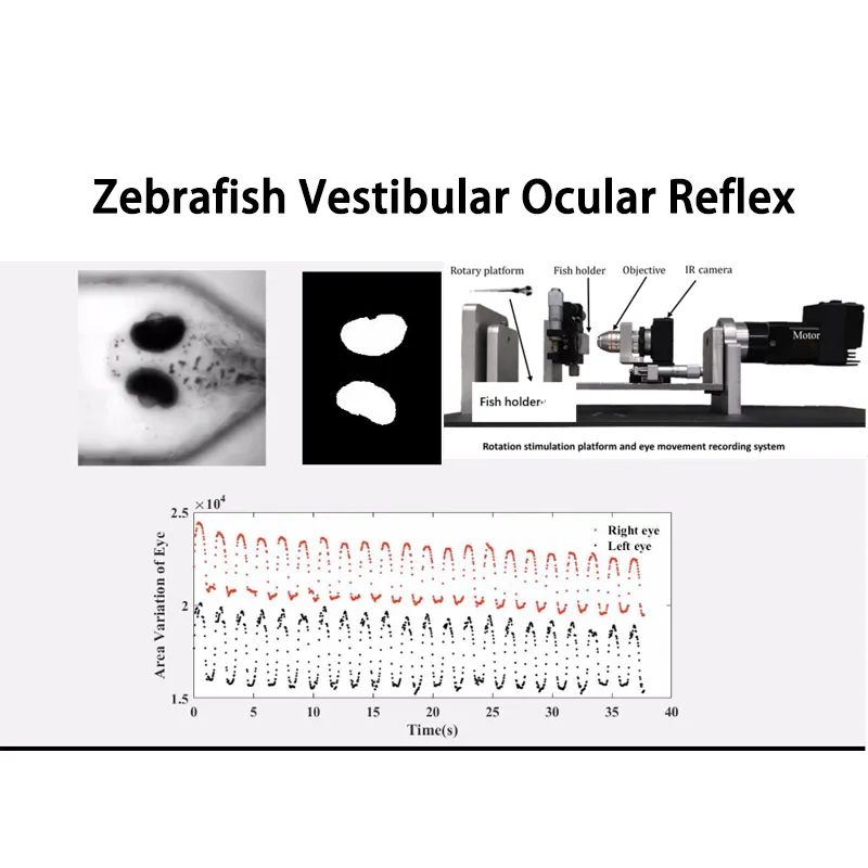 Sistem Pengujian Refleks Mata Vestibular Zebrafish